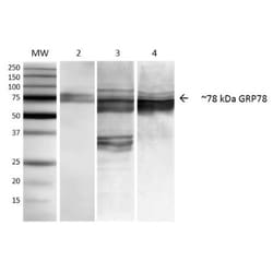 GRP78/HSPA5 Antibody (3C5-1A4), Novus Biologicals:Antibodies:Primary Antibodies